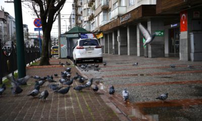 Osmangazi sokakları kuşlara kaldı