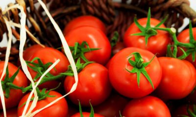 Rusya’ya Türk domates ihracatında kota artışı