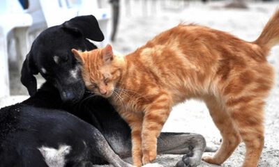 Barolardan TBMM’ne ‘Hayvan Hakları Yasası’ çağrısı