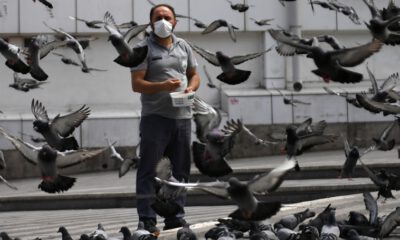 Aç kalan güvercinleri Osmangazi Belediyesi besledi