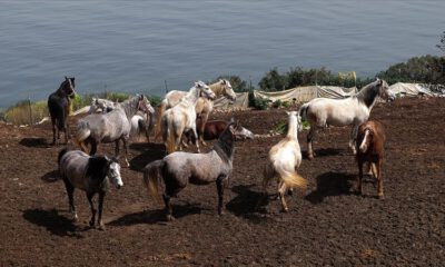 Adalar’daki atların akıbeti belirsizliğini koruyor