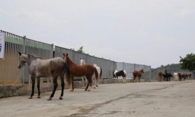İBB’den ‘978 kayıp at’ açıklaması