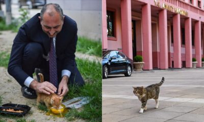 Adalet Bakanı Gül’den Hayvan Hakları Yasası mesajı