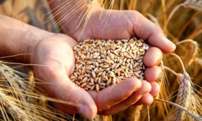 Türkiye, buğday ithalatında dünyada ilk sırada…