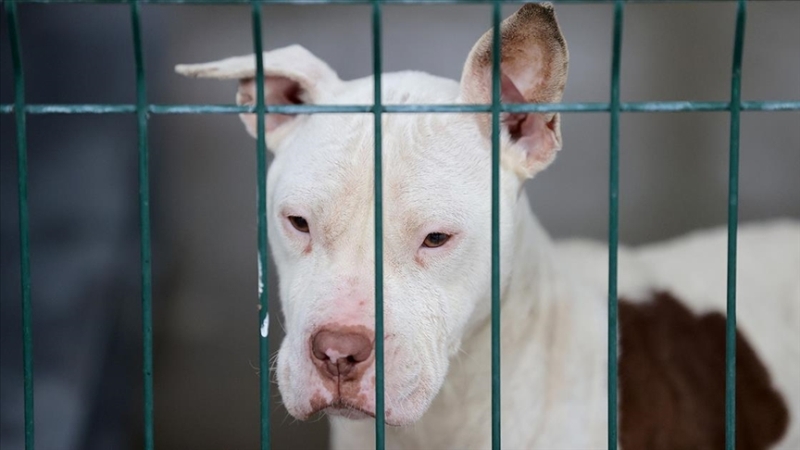 Türkiye geneli 20 bin 843 köpek kayıt altına alındı