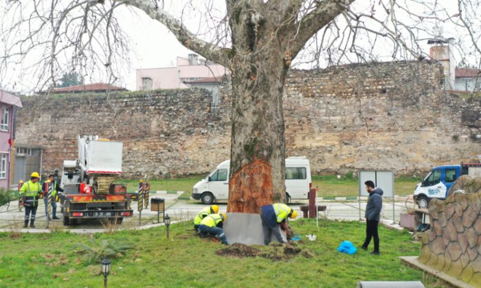 Bursa’nın asırlık çınarları özenle korunuyor