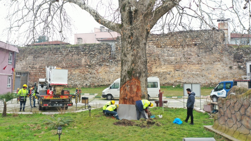 Bursa’nın asırlık çınarları özenle korunuyor