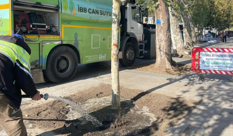 İBB, çınar neslini yaşatacak