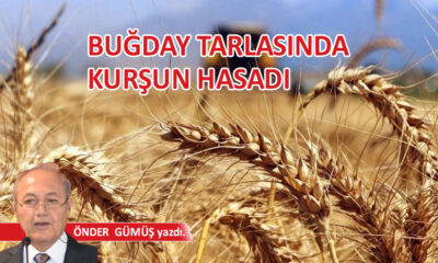 Buğday tarlasında kurşun hasadı