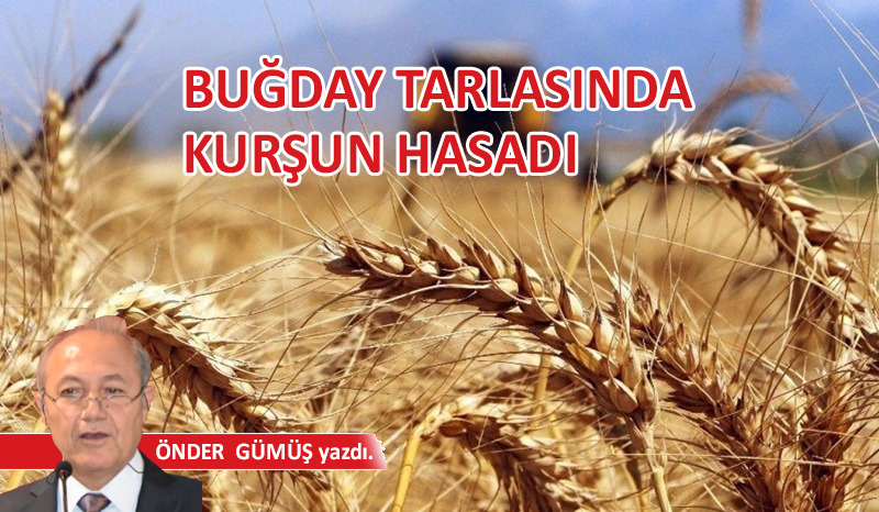 Buğday tarlasında kurşun hasadı