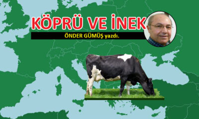 Köprü ve İnek