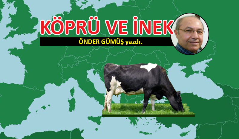 Köprü ve İnek