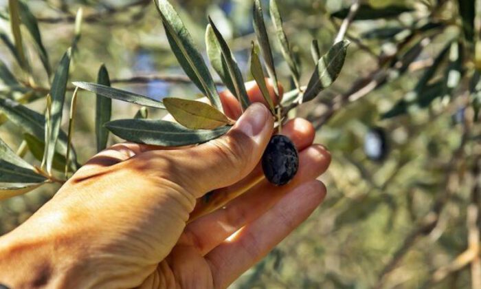 Marmarabirlik zeytin alım fiyatlarını açıkladı