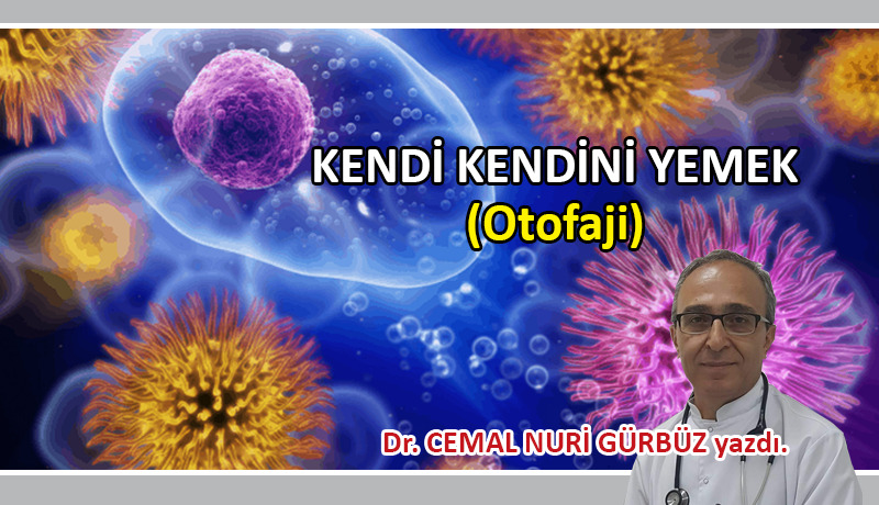Kendi kendini yemek; (Otofaji)