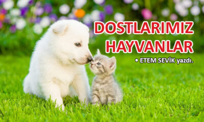 Dostlarımız hayvanlar