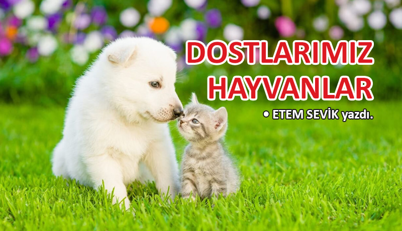 Dostlarımız hayvanlar