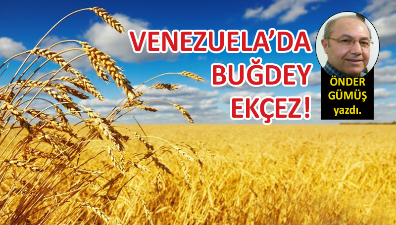 Venezuela’da buğdey ekçez!
