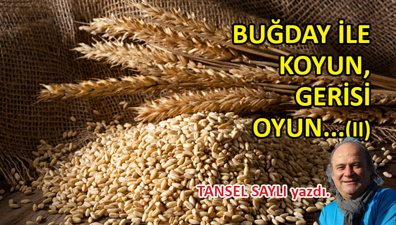 Buğday ile koyun, gerisi oyun… (II)