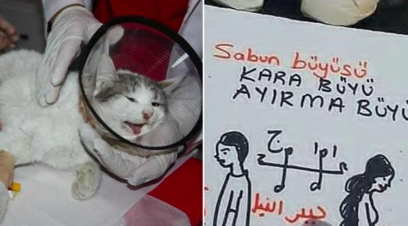 DOHADERN: Kedileri büyü kisvesiyle katlettiler!