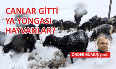 Canlar gitti, ya yongası hayvanlar?