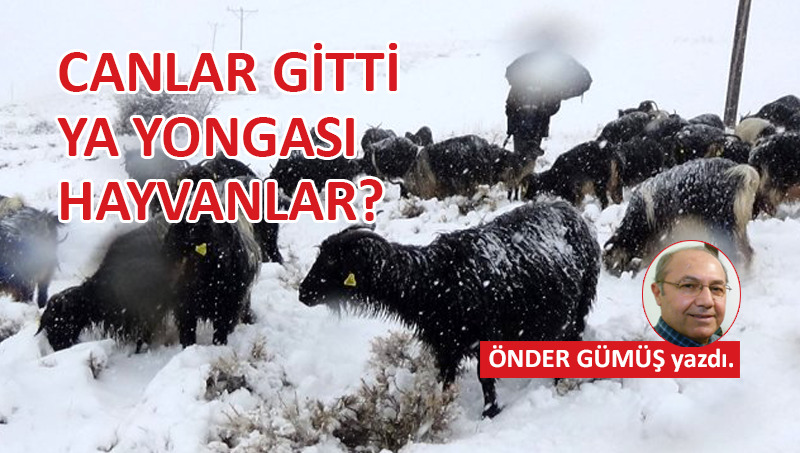 Canlar gitti, ya yongası hayvanlar?