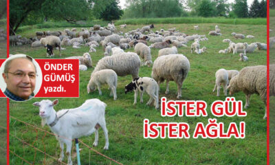 İster gül, ister ağla!