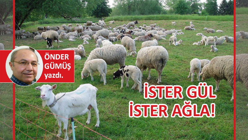 İster gül, ister ağla!