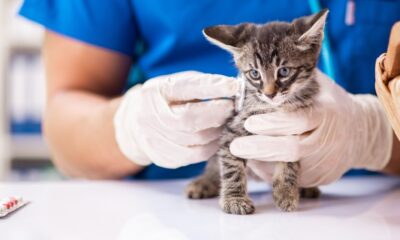 Her 10 kediden yalnızca 4’ü düzenli sağlık kontrollerinden geçiriliyor