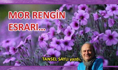 Mor Rengin Esrarı…