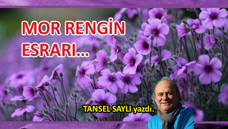 Mor Rengin Esrarı…