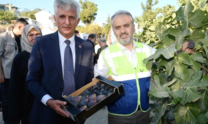 Bursa’nın ‘Siyah incisi’nde hasat başladı