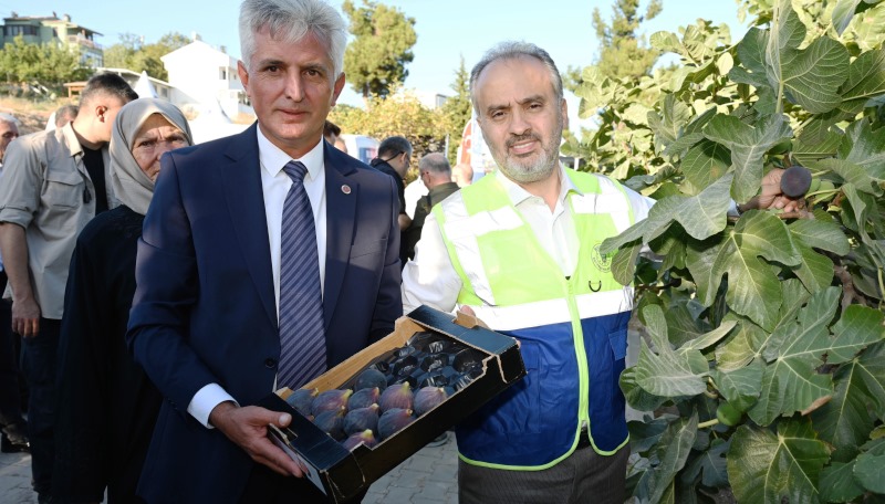Bursa’nın ‘Siyah incisi’nde hasat başladı