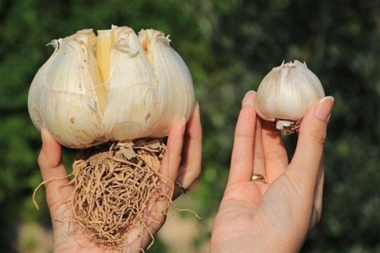 Tayland’dan gelen sarımsağı çoğalttı…Gören bir daha bakıyor!