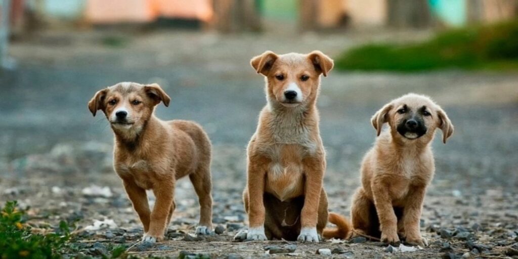 AK Parti’den Geri Adım! Sokak Köpekleri Teklifinde Sona Gelindi
