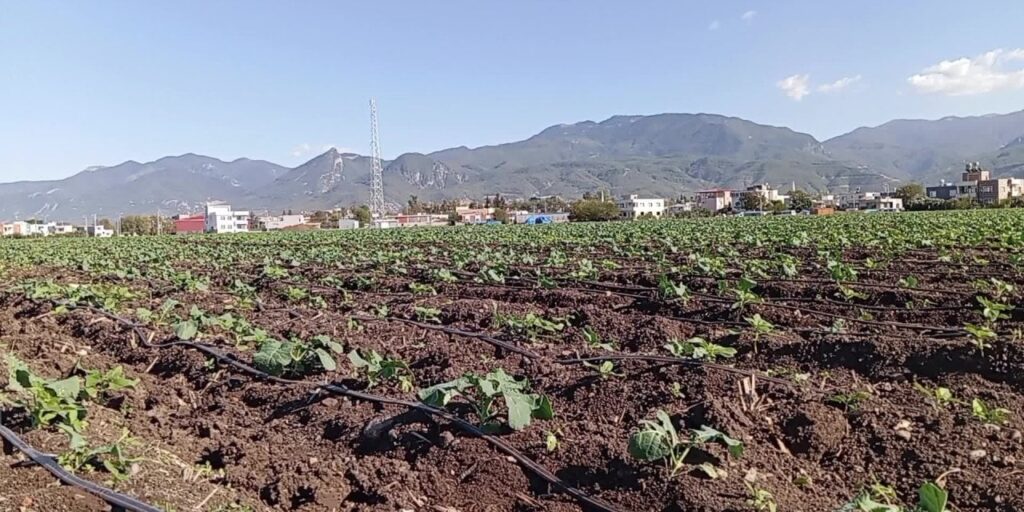Çiftçi isyan etti: Tarlamızı ve traktörümüzü satacağız