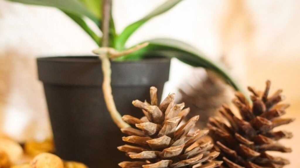 Doğal nem ölçer: Saksının içine bir tane çam kozalağı koyun…