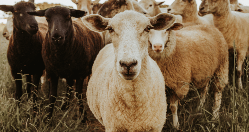 Sayılı günler kala kurbanlık fiyatları açıklandı