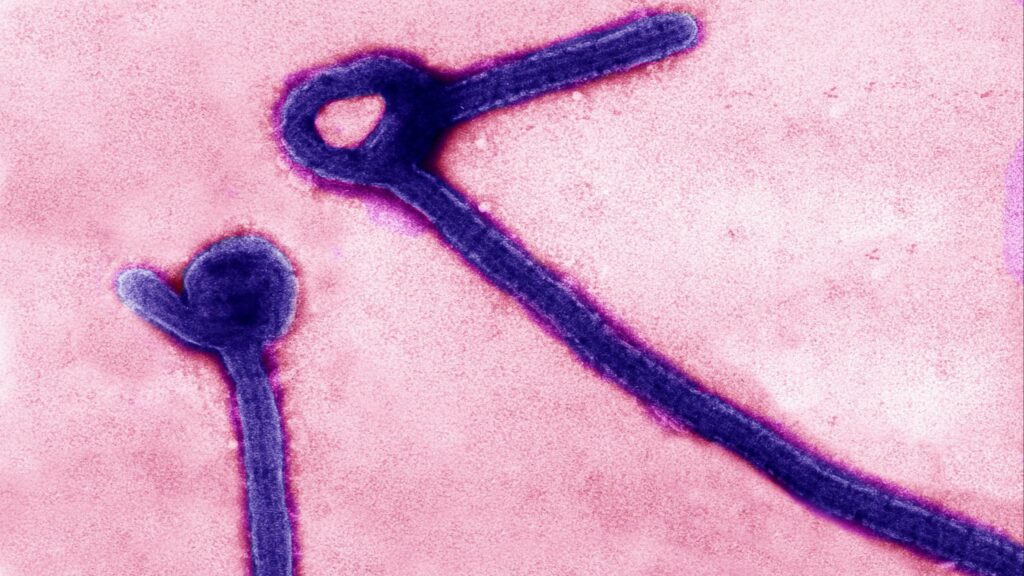 Kongo’daki Bundibugyo Ebola Salgını Hızla Yayılıyor