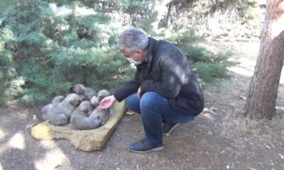 Erzincan’da sokak hayvanları yemleniyor