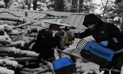Uludağ’da yavru köpekler donmaktan kurtarıldı