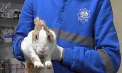 Aksaray’da yaralı tavşan tedaviye alındı