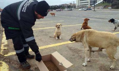 Kocaeli’de sokak hayvanlarına kilo kilo kuru mama