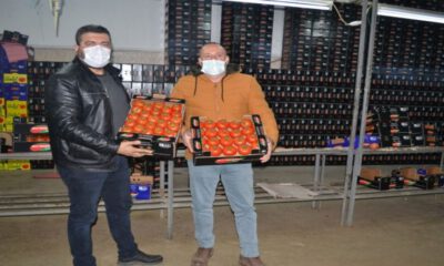 Fethiyeli üreticilerin domates sevinci